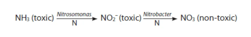 The effect of microorganism on bioscrubber 33